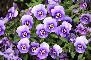 blomster
